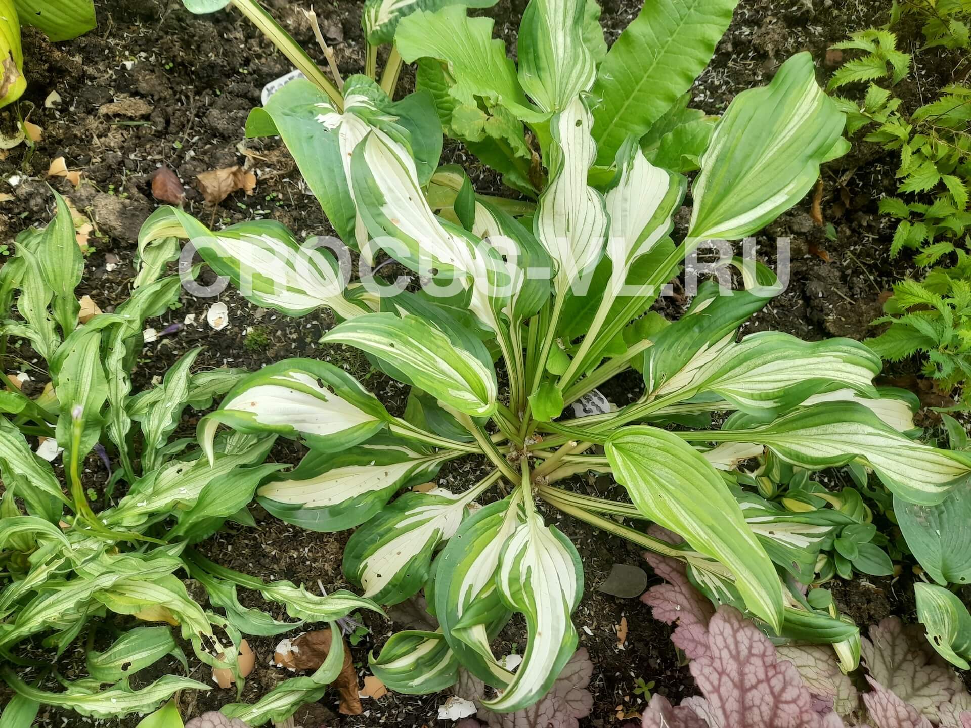 Хоста гибридная «Twisted Spearmint»